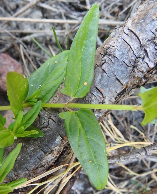 Scutellaria hastifolia - keihäsvuohennokan tyviosan yläpuolisilla lehdillä lapa on puikeansuikea tai kapean kolmiomainen. Kärki on suippo, tylppä tai pyöreä ja tyvi ylimpiä lehtiä lukuun ottamatta keihästyvinen eli tyven sivuilla on pieni liuskapari. Lehtilaita on muuten yleensä ehyt tai tyviliuskaparin edessä on enintään muutama tylppä hammas. Lehtilapa on tavallisesti noin 1-3,5 cm pitkä ja leveimmältä kohtaa noin 0,5-1,5 cm leveä. 21.6.2023. Copyright Hannu Kämäräinen.
