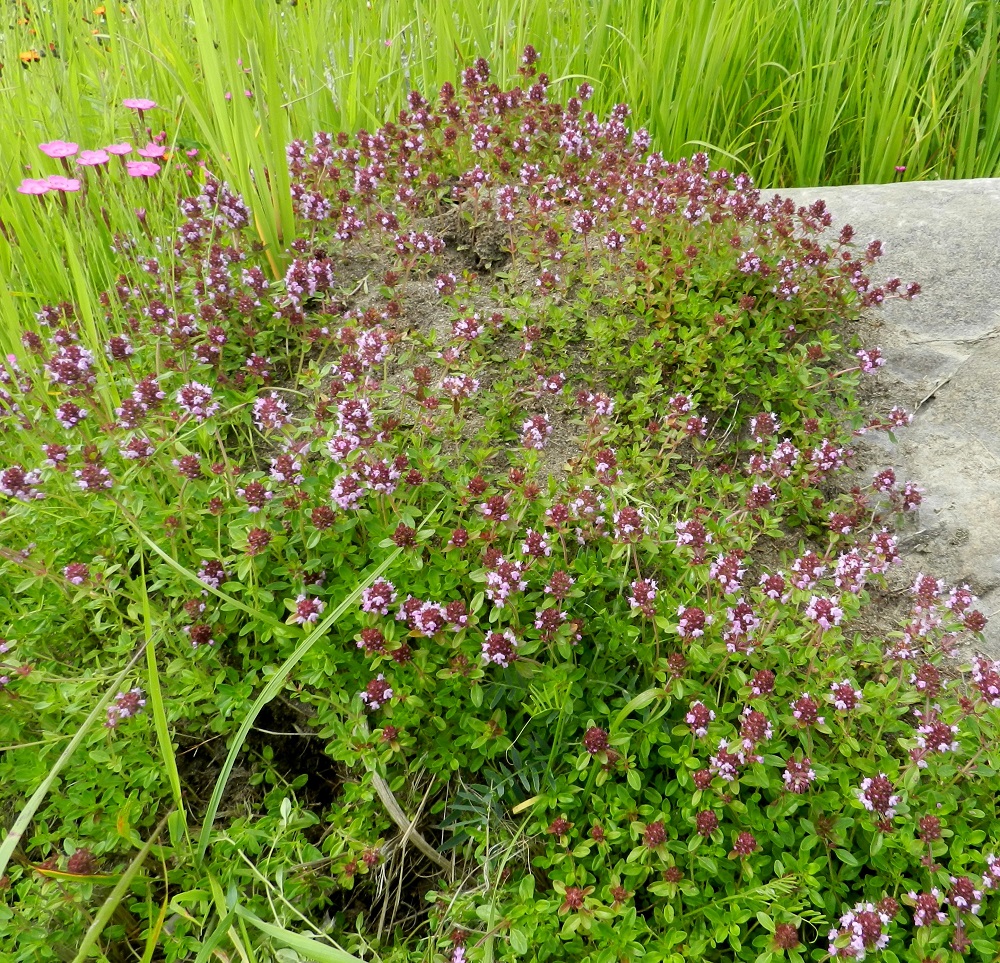 Thymus pulegioides subsp. pulegioides - euroopannurmiajuruoho leviää kasvullisesti aika tehokkaasti pitkien ja juurehtivien tyvihaarojen avulla. Kaikki pystyvarret pyrkivät kukkimaan ennen kasvukauden loppua. Kuvassa on seuralaisena mm. ketoneilikka, Dianthus deltoides. 30.6.2012. Copyright Hannu Kämäräinen.
