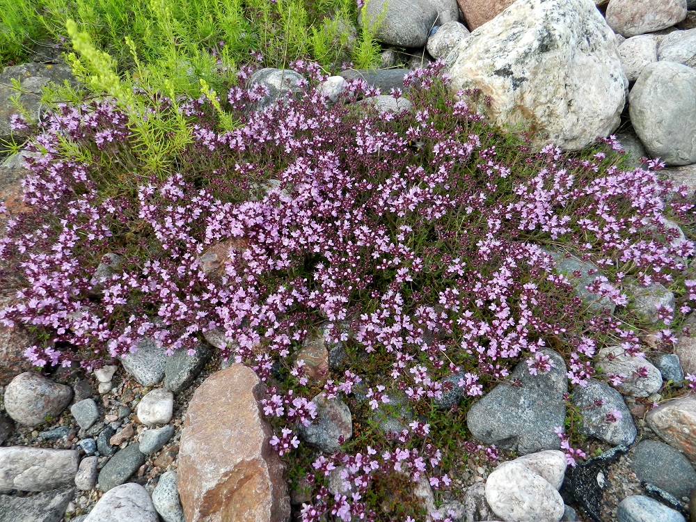 Thymus serpyllum subsp. serpyllum - harjuajuruoho on yleisempi vain eteläisissä eliömaakunnissa. Kasvupaikkoina ovat lähinnä harjut, hiekkakankaat, kedot, kallioalueet, hiekkaiset merenrannat ja jokivarret sekä tie- ja ratapenkereet. Uhanalaisuusarvioinnissa se on todettu silmälläpidettäväksi (NT). Luokkaan on johtanut yksilömäärien merkittävä väheneminen. V, Kemiönsaari, (aik. Dragsfjärd), Hiittisten saaristo, Örö, saaren lounaisosan hiekkaranta-alue, 14.7.2012. Copyright Hannu Kämäräinen.