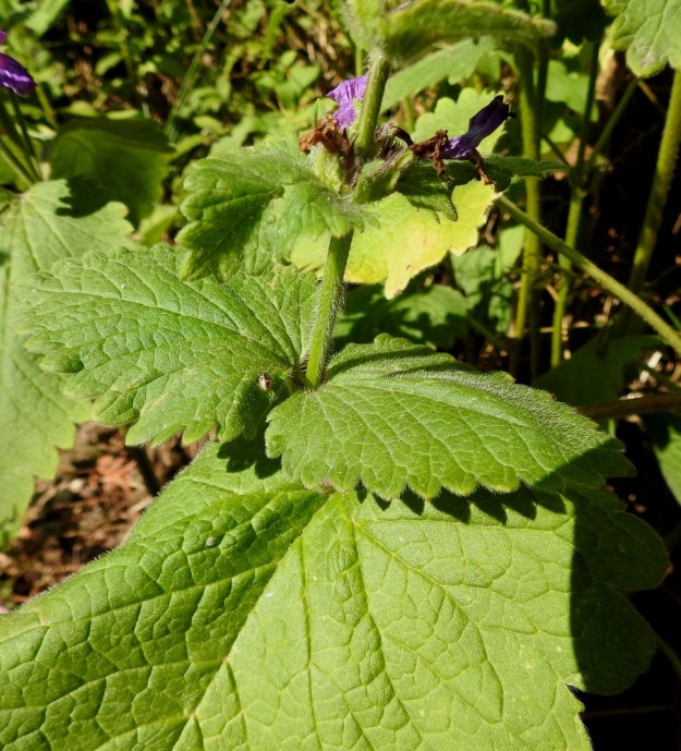 Betonica macrantha - jalopähkämön varsilehdet ovat lavaltaan ruusukelehtien kaltaiset ja suunnilleen samankokoiset tai ylempänä varrella vähän pienemmät. Ruodin pituus lyhenee latvaa kohti. Varren alaosassa ruoti voi olla noin 15 cm pitkä ja lyhenee ylimmissä lehdissä vain noin 0,5 cm:iin, kuten kuvassa. 7.7.2023. Copyright Hannu Kämäräinen.