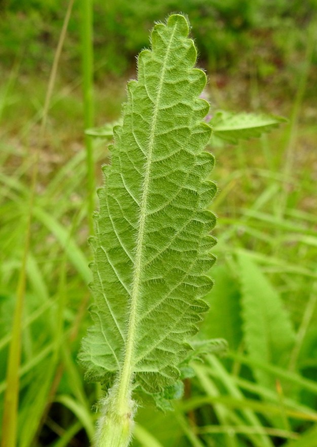 Betonica officinalis - rohtopähkämön lehtilavan laita on säännöllisesti pyöreä- tai suippohampainen ja toisinaan isonyhäinen. Lapa on lähes tai aivan pinnanmyötäisesti pehmeäkarvainen. Alapinnalla karvoitus on runsainta suonissa. Varren ylimpien lehtien ruoti on lyhimmillään noin 5 mm pitkä. 5.7.2023. Copyright Hannu Kämäräinen.