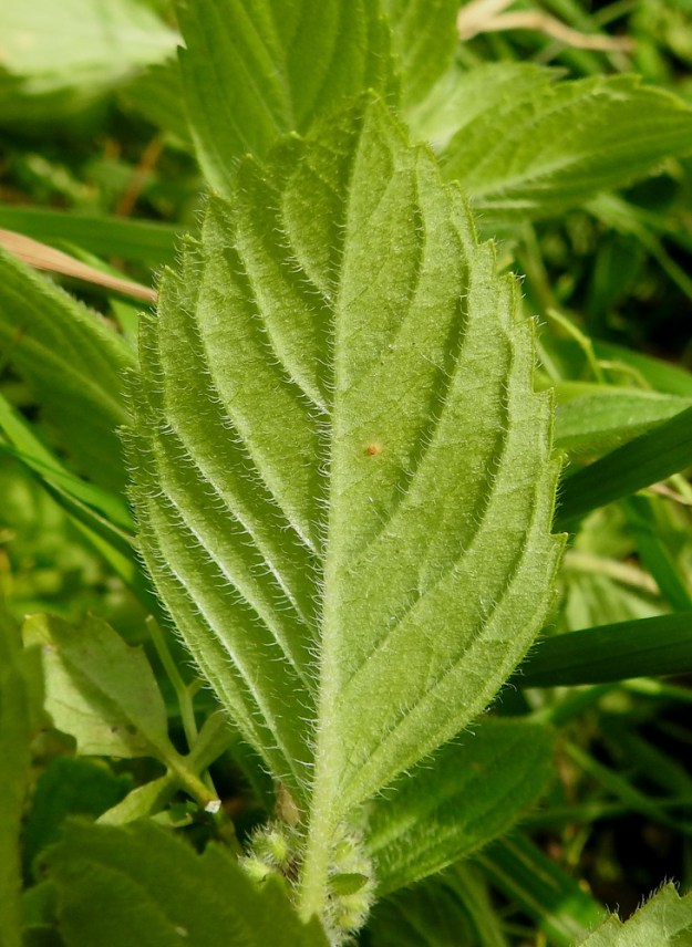 Mentha xgracilis - jalomintun lehtiruoti on yleensä noin 1-10 mm pitkä ja karvainen. Lehtilavan alapinnan karvoitus on tiheintä ja pisintä koholla olevissa suonissa. Rohtojalomintulla lehtien karvaisuus on muita Suomen risteymäkantoja niukempaa. 25.7.2023. Copyright Hannu Kämäräinen.