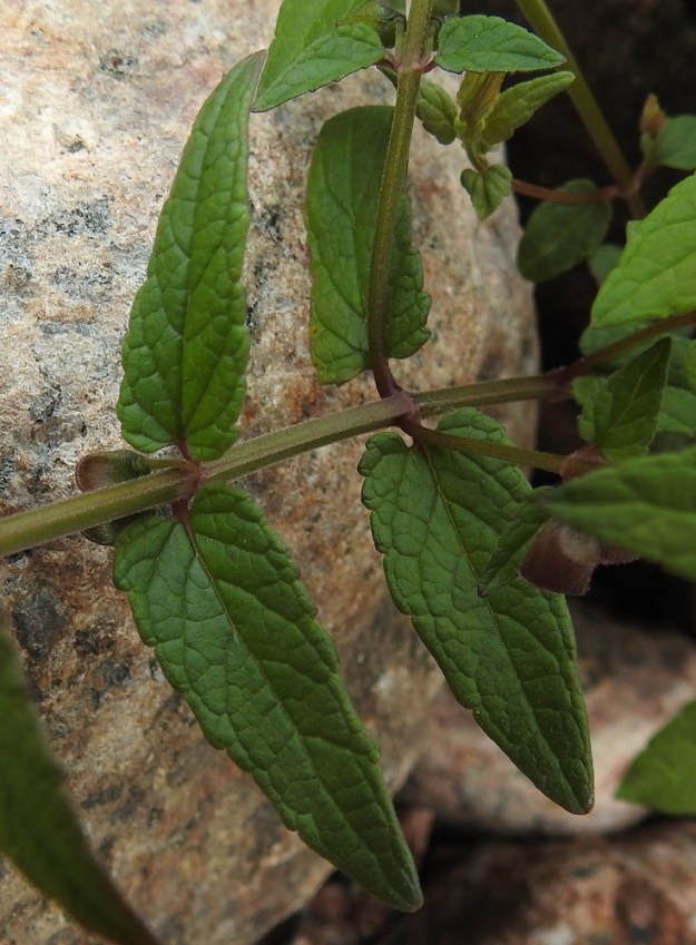 Scutellaria galericulata - luhtavuohennokan lehtilapa on kapeanpuikea, suippopäinen ja hertta- tai tylppätyvinen. Se on tavallisesti noin 1,5-6,5 cm pitkä ja leveimmältä kohtaa noin 0,7-2 cm leveä. Lehtilaita on iso-, matala- ja tylppähampainen tai vain harvakseen ja epäsäännöllisesti matalanyhäinen. Lavan yläpuoli on vihreä ja useimmiten niukahkosti hyvin lyhytkarvainen. U, Pyhtää, Ahvenkoski, Ahvenkosken vähävetinen luonnonuoma Pietarintien ja padon välillä, Pyhtään ja Loviisan rajalinjalla, 6.8.2020. Copyright Hannu Kämäräinen.