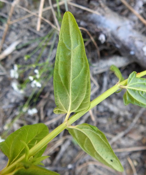 Scutellaria hastifolia - keihäsvuohennokan lehtilavan alapuoli on vihreä tai harmaanvihreä ja usein lähes kalju tai erityisesti suonia myöten lyhytkarvainen. 21.6.2023. Copyright Hannu Kämäräinen.