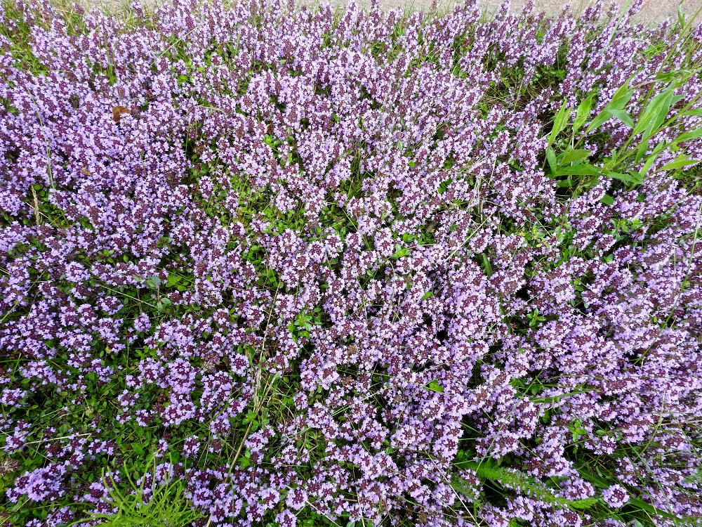 Thymus pulegioides subsp. pulegioides - euroopannurmiajuruoholla on useampia kasvupaikkoja vain Etelä-Suomessa, Etelä-Hämeen ja Etelä-Savon eliömaakuntiin saakka. Kasvupaikkoina ovat lähinnä puistonurmikot, kulttuurivaikutteiset kedot, tienpientareet, ratavarret ja satamat. A, Vårdö, Lövö, Simskälan tien länsilaita lähellä Likören-niemen tyveä, kirkon risteyksestä vajaat 1,5 km pohjoiseen, 13.7.2017. Copyright Hannu Kämäräinen.