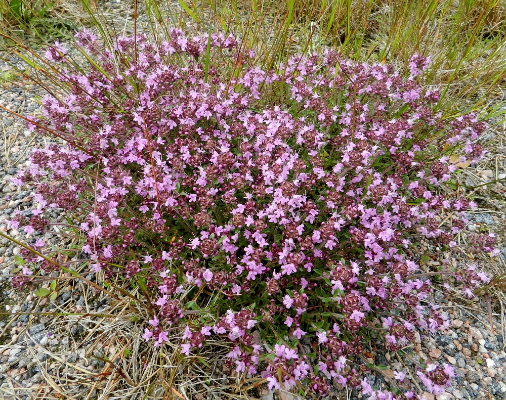 Thymus serpyllum subsp. serpyllum - harjuajuruohon varret ovat pitkiä, rentoja, hoikkia ja haarovia sekä nivelkohdistaan juurehtivia. Näin se kasvullisesti kykenee levittäytymään laajoillekin alueille. V, Kemiönsaari (aik. Dragsfjärd), Hiittisten saaristo, Örö, saaren keskiosan suuri kanervanummi- ja ketoalue poikittaisen tien, Lyhyen ikävän, pohjoispuolella, 14.7.2012. Copyright Hannu Kämäräinen.