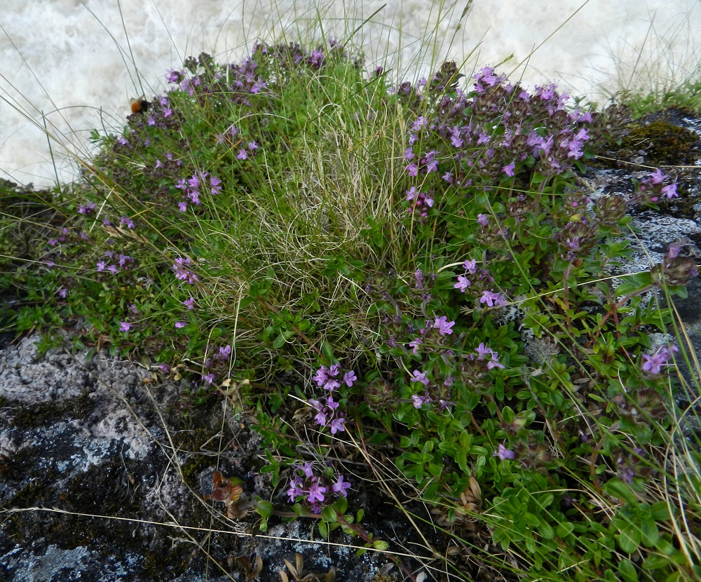 Thymus serpyllum subsp. tanaënsis - tenonajuruoho kasvaa hiekkarantojen lisäksi myös rantakallioilla ja -kivillä sekä jokien ja rotkolaaksojen kallioseinämillä. Ks, Kuusamo, Käylä, Oulankajoen Kiutaköngäs, kosken eteläpuolen rantakallio, 9.7.2011. Copyright Hannu Kämäräinen.