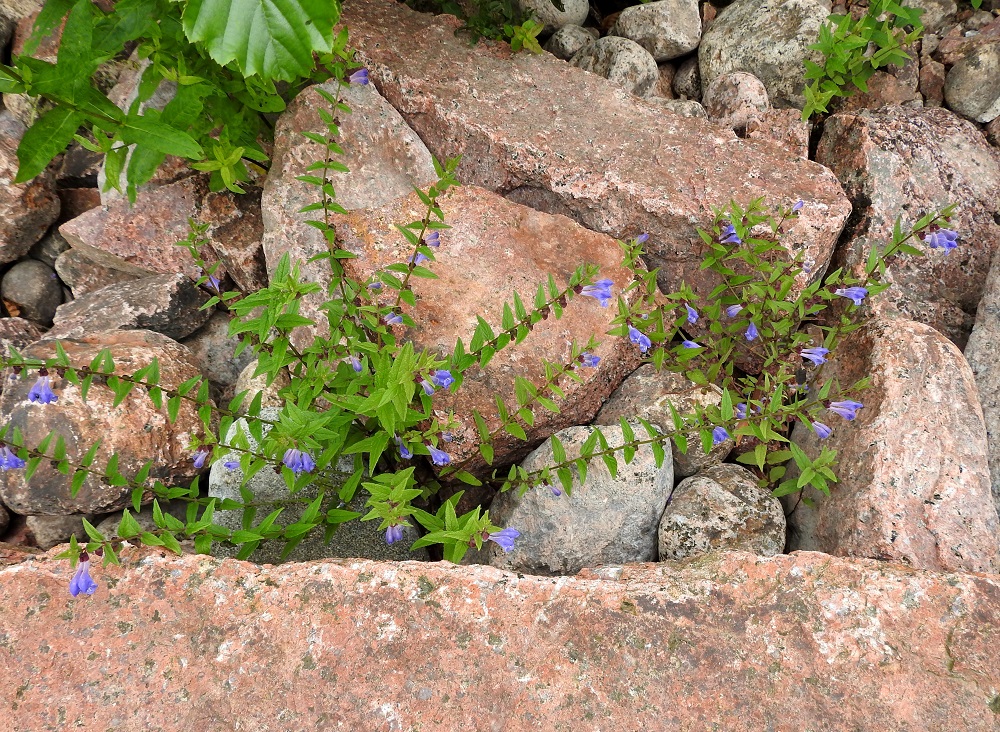 Scutellaria galericulata - luhtavuohennokan varret haarovat usein tyveltä alkaen. Laji ei kaihda hyvin isokivistäkään kasvupaikkaa, kunhan vain juuristo pääsee suikertamaan veden äärelle. U, Pyhtää, Ahvenkoski, Ahvenkosken vähävetinen luonnonuoma Pietarintien ja padon välillä, Pyhtään ja Loviisan rajalinjalla, 6.8.2020. Copyright Hannu Kämäräinen.