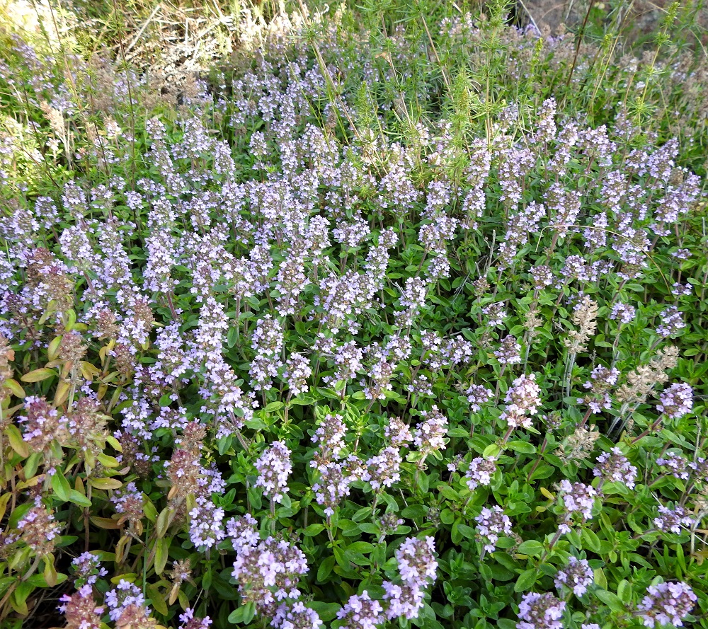 Thymus pulegioides subsp. pannonicus - idännurmiajuruoho on saapunut uustulokkaana toistaiseksi ainoalle kasvupaikalleen Suomessa joko viljan tai hiilen mukana. Sillä on Varsinais-Suomessa, Naantalin satamassa, yksi kasvualue. Esiintymä on jo aikaa sitten vakiintunut ja hiljalleen laajentunut. Kasvupaikkoina Naantalissa ovat kuivat kallioseinämän hyllyt ja kuvassa oleva, sorapohjainen kallionalusketo. 12.7.2023. Copyright Hannu Kämäräinen.