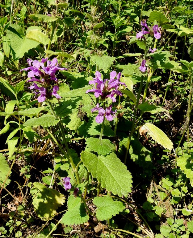 Betonica macrantha - jalopähkämö on monivuotinen, pysty ja jäykkävartinen ruoho, jonka juurakko on vankka ja sivujuurinen. Juuristonsa avulla se kasvullisesti levittäytyy monivartisiksi ryhmiksi. U, Helsinki, Kaarela, Runonlaulajantien laitaoja, 7.7.2023. Koko kuvasarja on samalta kasvupaikalta. Copyright Hannu Kämäräinen.