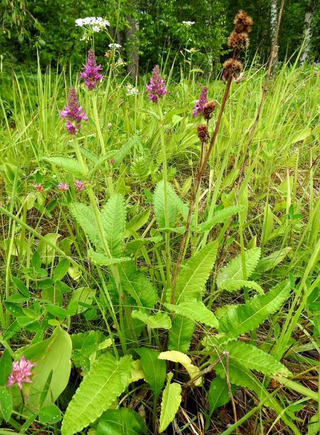 Betonica officinalis - rohtopähkämö on monivuotinen, pysty ja lehtiruusukkeellinen sekä yleensä noin 30-80 cm korkea. Varsilehdet ovat pareittain. Varsilehtipareja on harvakseen useimmiten kahdesta neljään ja ne ovat nivelvälejään lyhyemmät. Varret ovat niin jäykät, että osa niistä jää usein kuivuneina törröttämään seuraavaan kukintakauteen saakka. EH, Hämeenlinna, Hauho, Miehoila, Konaanniemi, eteläpää, peltotilkkujen välisen "Tuppulamäen" laide, valoisa metsänlaideaho, 5.7.2023. Koko kuvasarja on samalta kasvupaikalta. Copyright Hannu Kämäräinen.