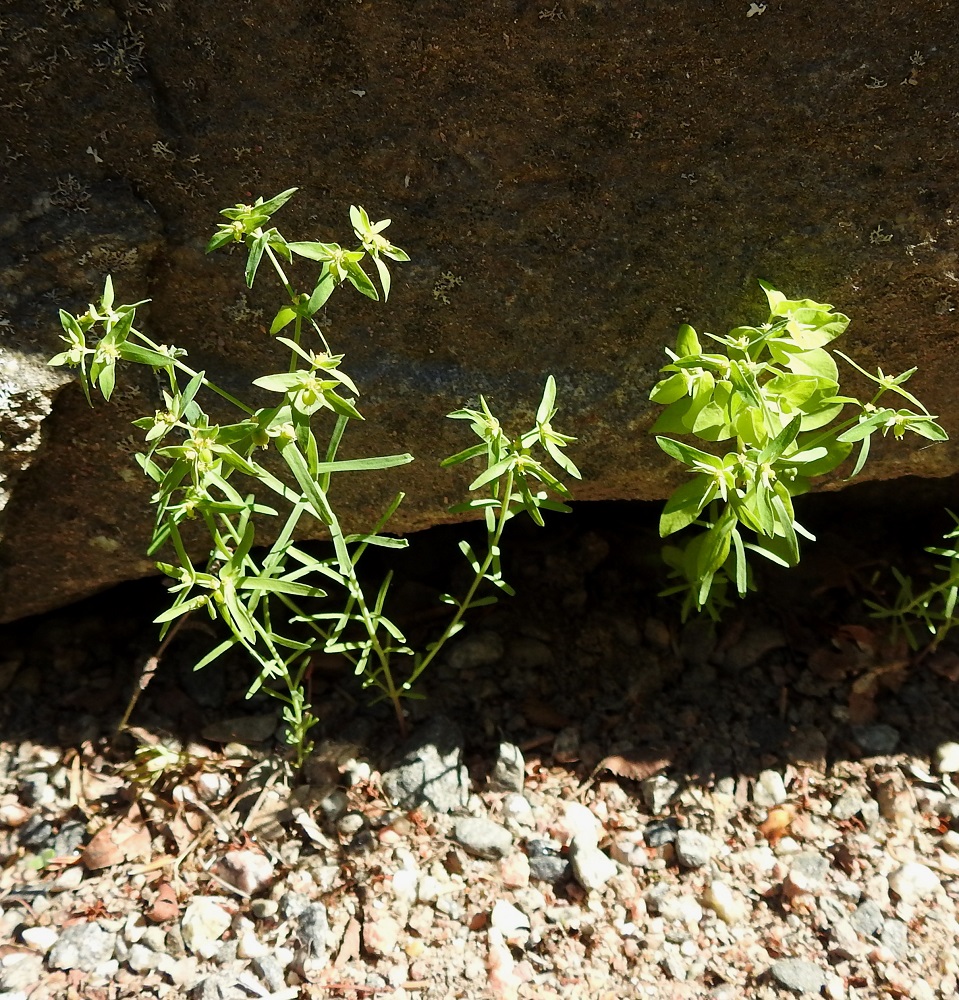 Euphorbia exigua - pikkutyräkkiä voi hennon olemuksensa ja hyvin kapeiden lehtiensä perusteella sanoa suomalaisen nimensä mukaisesti pienimmäksi tyräkiksemme. Kuvassa oikealla kasvaa tämän tittelin lähin tavoittelija, kolmisädetyräkki, E. peplus, jonka soikean vastapuikeat lehdet ovat huomattavasti leveämmät ja siten isommat. Sen kanssa samoilla juurensijoilla kasvaa myös pikkutyräkki. V, Turku, Ruissalo, kasvitieteellinen puutarha, päärakennuksen ympäristö, 12.7.2023. Koko kuvasarja on samalta kasvupaikalta. Copyright Hannu Kämäräinen.