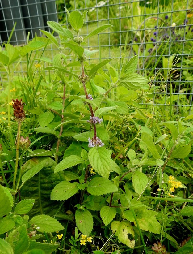 Mentha xgracilis - jalominttu on risteytymisen kautta syntynyt kantalajeistaan rantamintusta, M. arvensis ja vihermintusta M. spicata. Se leviää kasvullisesti maarönsyjen avulla ja muodostaa monivartisia kasvustolaikkuja. Kuvassa seuralaisina mm. (aho)niittyhumala Prunella vulgaris ja rikkanenätti, Rorippa sylvestris. U, Helsinki, Lapinlahti, entisen sairaalarakennuksen itäpuolella olevan viljelypalsta-alueen laita, 25.7.2023. Koko kuvasarja on samalta kasvupaikalta. Copyright Hannu Kämäräinen.