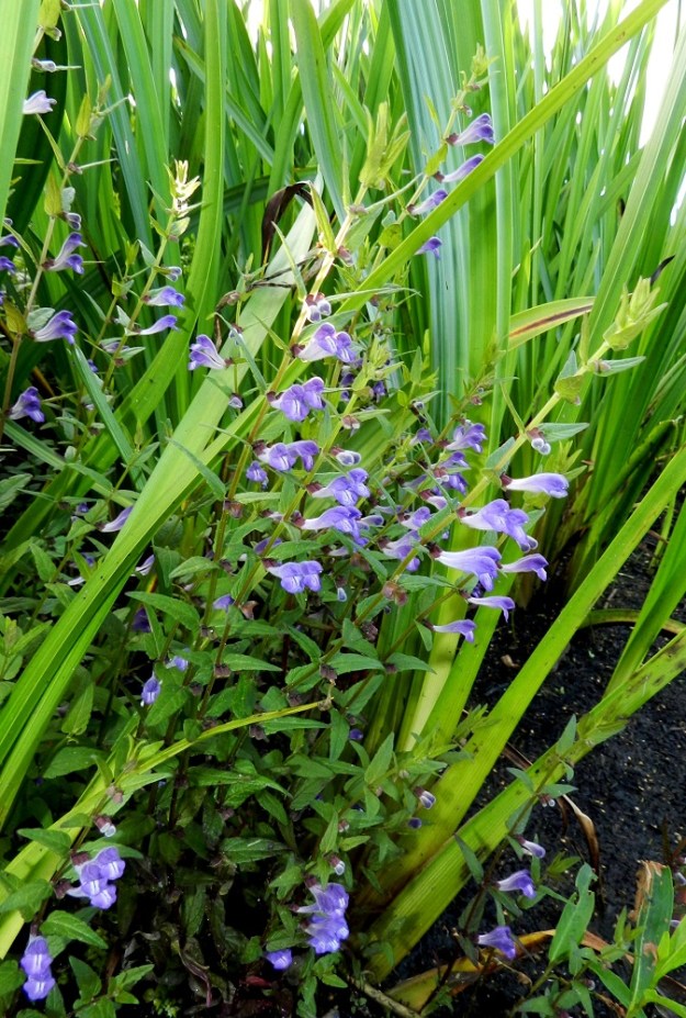 Scutellaria galericulata - luhtavuohennokka on monivuotinen, pysty tai tyveltä koheneva ja tavallisesti noin 10-50 cm korkea ruoho, joka muodostaa suikertavan juurakkonsa avulla kasvullisesti tiheitäkin varsikkoja. Kasvupaikkoina ovat lähinnä luhtarannat, rantapensaikot ja -kivikot, rehevät korvet, ojan- ja puronvarret sekä kosteat niityt. Kuvassa seuralaisena runsas ojapalpakko, Sparganium microcarpum. EH, Hämeenlinna, Katinen, Katumajärven länsiranta, uimarannan pohjoispuolinen rantakosteikko, 6.8.2012. Copyright Hannu Kämäräinen.