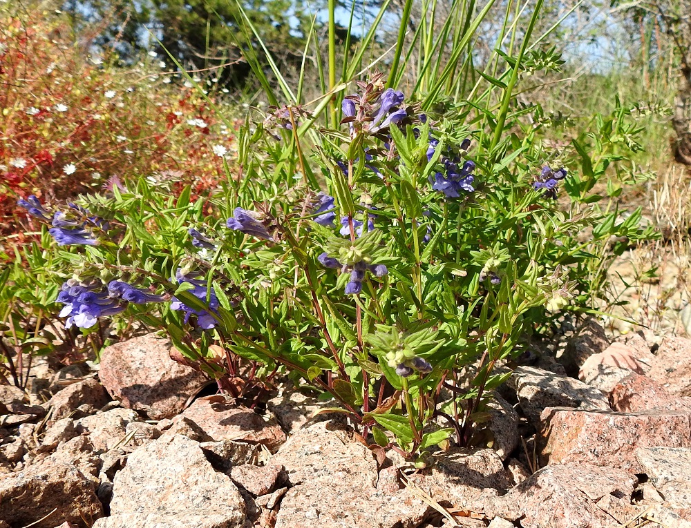 Scutellaria hastifolia - keihäsvuohennokka on Suomessa alkuperäinen laji, jonka esiintymisalue rajoittuu eteläisimpiin eliömaakuntiin, mutta yleisempi se on vain Ahvenanmaan ja Varsinais-Suomen eliömaakunnissa. Kasvupaikkoina ovat lähinnä saariston ja rannikon niityt, mäenrinteet, rantametsät ja -kallioalueet sekä kivikkorannat ja rakkolevävallit A, Eckerö, Skag, Kråkskärin länsilaita, tasainen rantakallioalue Skagvägenin pikkutien päässä, 21.6.2023. Ellei toisin mainita, kuvat ovat tältä samalta kasvupaikalta. Copyright Hannu Kämäräinen.