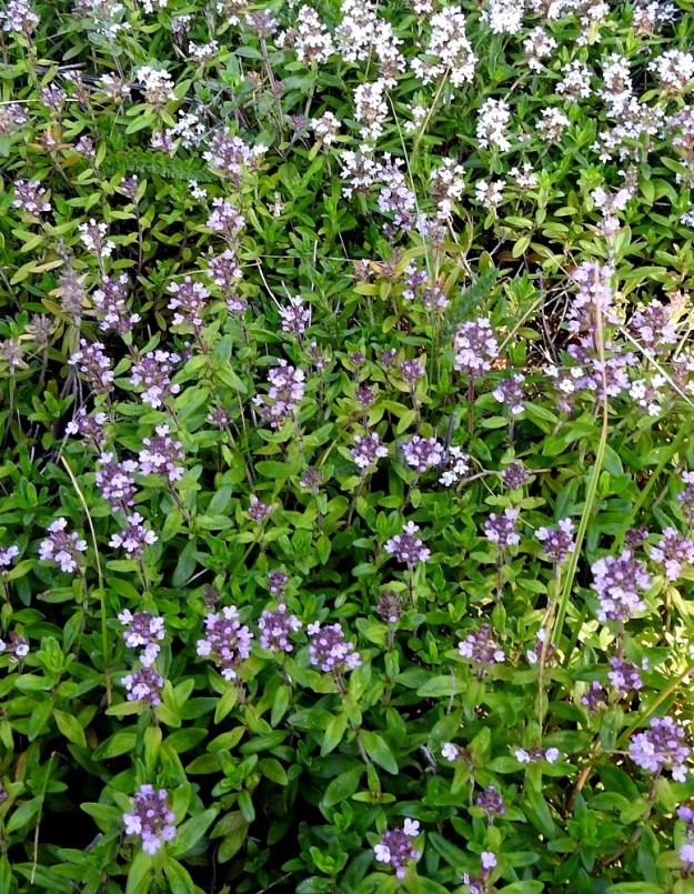 Thymus pulegioides subsp. pannonicus - idännurmiajuruoho muodostaa muiden ajuruohojen tavoin kasvullisesti tiheitä varsikkoja, joiden sekaan ei muilla lajeilla ole juurikaan asiaa. V, Naantali, satama-alue, rantaradan varsi viljavaraston itäpuolella, kallioseinämän hyllyt ja tyvi, jossa n. 3 m x 10 m:n kasvustolaikku, 12.7.2023. Koko kuvasarja on samalta kasvupaikalta. Copyright Hannu Kämäräinen.