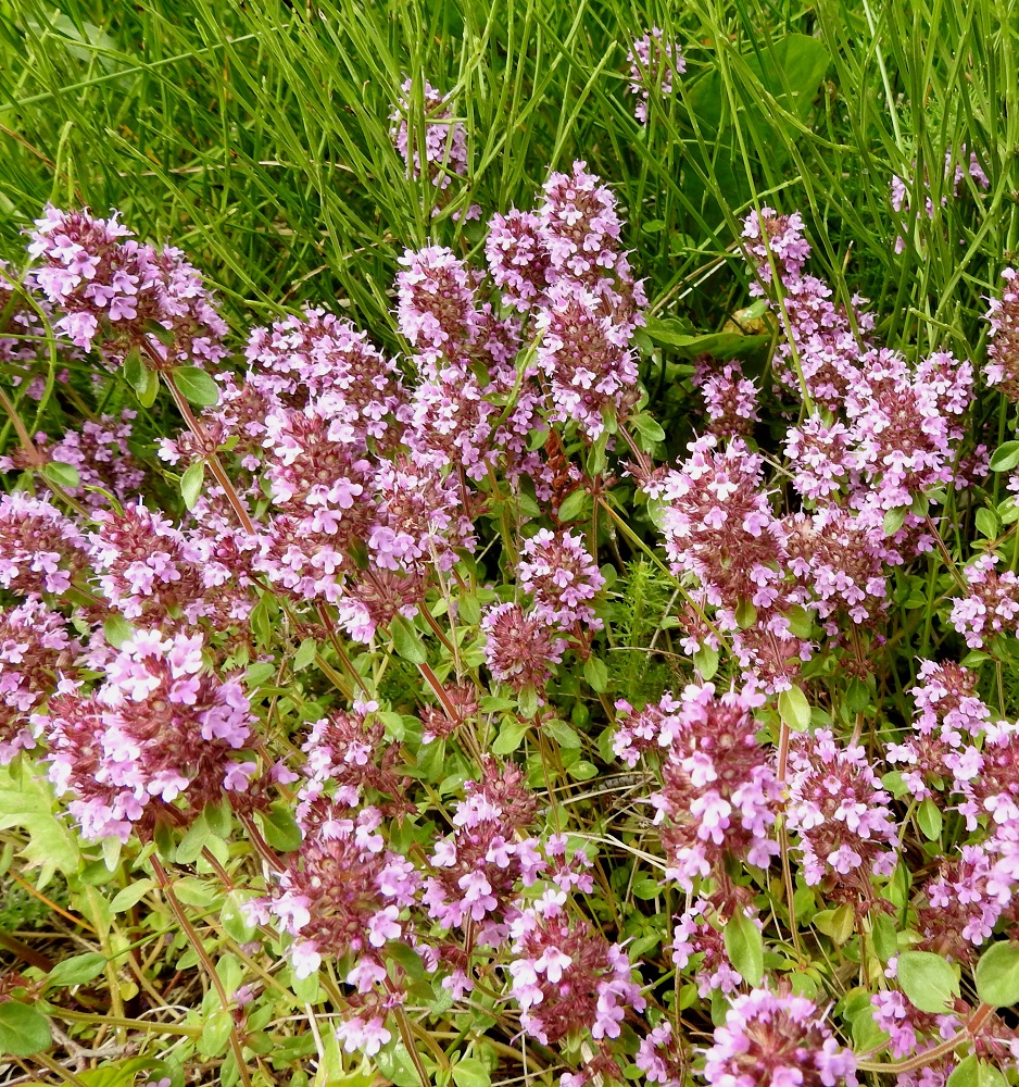 Thymus pulegioides subsp. pulegioides - euroopannurmiajuruoho on Suomessa erityisesti heinänsiemenen mukana saapunut uustulokas ja myös viljelykarkulainen. Sen kasvustot ovat yleensä tiheitä ja näyttäviä. Kukintoon päättyvät pystyvarret ovat tavallisesti noin 10-20 cm pitkiä. A, Vårdö, Lövö, Simskälan tien länsilaita lähellä Likören-niemen tyveä, kirkon risteyksestä vajaat 1,5 km pohjoiseen, 13.7.2017. Copyright Hannu Kämäräinen.