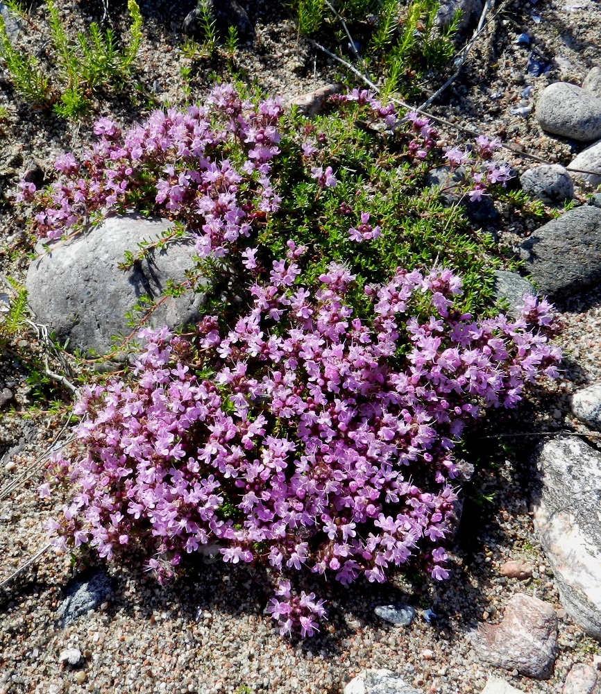 Thymus serpyllum subsp. serpyllum - harjuajuruoho on lähinnä monivuotinen puolivarpu, joka on miellyttävästi yrttimäisen voimakastuoksuinen. Se on jo pitkään tunnettu mauste-, tee- ja rohdoskasvi. Tiheän kasvutapansa ja kukintonsa vuoksi sitä käytetään myös puutarhoissa erityisesti peitekasvina. V, Kemiönsaari, (aik. Dragsfjärd), Hiittisten saaristo, Örö, saaren lounaisosan hiekkaranta-alue, 14.7.2012. Copyright Hannu Kämäräinen.