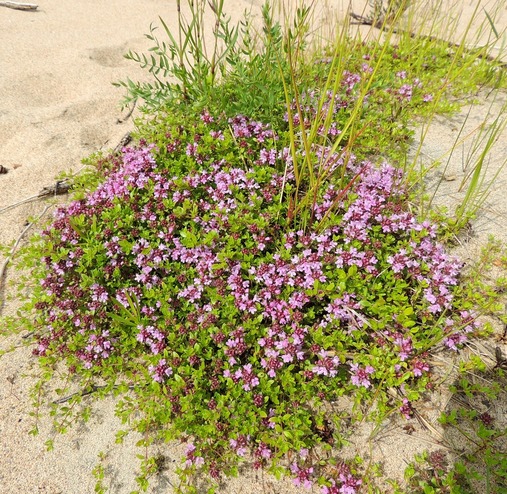 Thymus serpyllum subsp. tanaënsis - tenonajuruoho on kangasajuruohon pohjoinen alalaji, joka on endeeminen eli kotoperäinen Suomessa, Pohjois-Norjassa ja Venäjän Murmanskin alueen länsilaidalla. Ks, Kuusamo, Kitkanniemi, Jäkäläpalo, Oulankajoen ja Jäkälämutkanlammen välinen Jäkäläniemi, joen laaja, noin 50-60 m leveä rantahiekka-alue, 14.7.2015. Ellei toisin mainita, kuvat ovat tältä samalta kasvupaikalta. Copyright Hannu Kämäräinen.