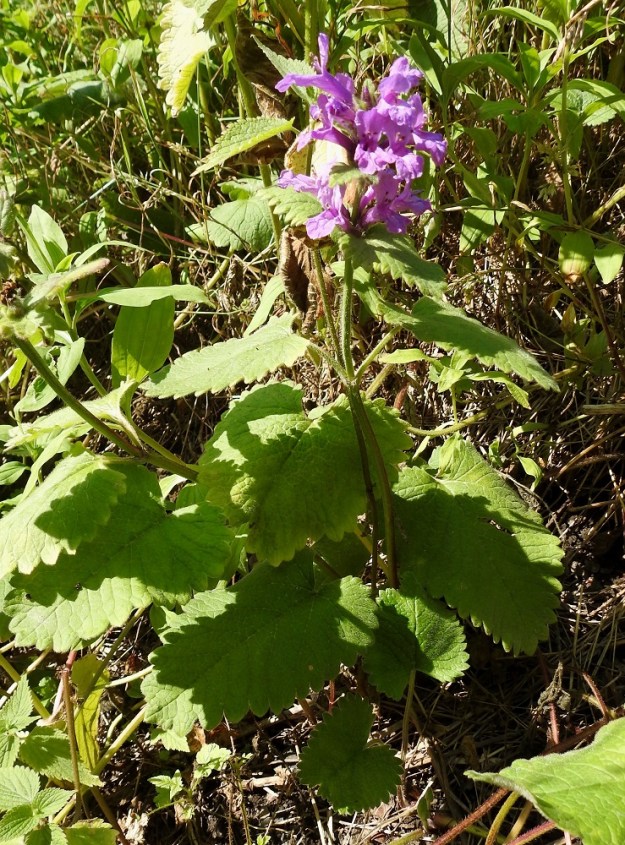 Betonica macrantha - jalopähkämö on lehtiruusukkeellinen ja yleensä noin 30-80 cm korkea. Varsilehdet ovat ruodilliset ja ne ovat pareittain. Varsilehtipareja on harvakseen useimmiten kahdesta neljään. 7.7.2023. Copyright Hannu Kämäräinen.