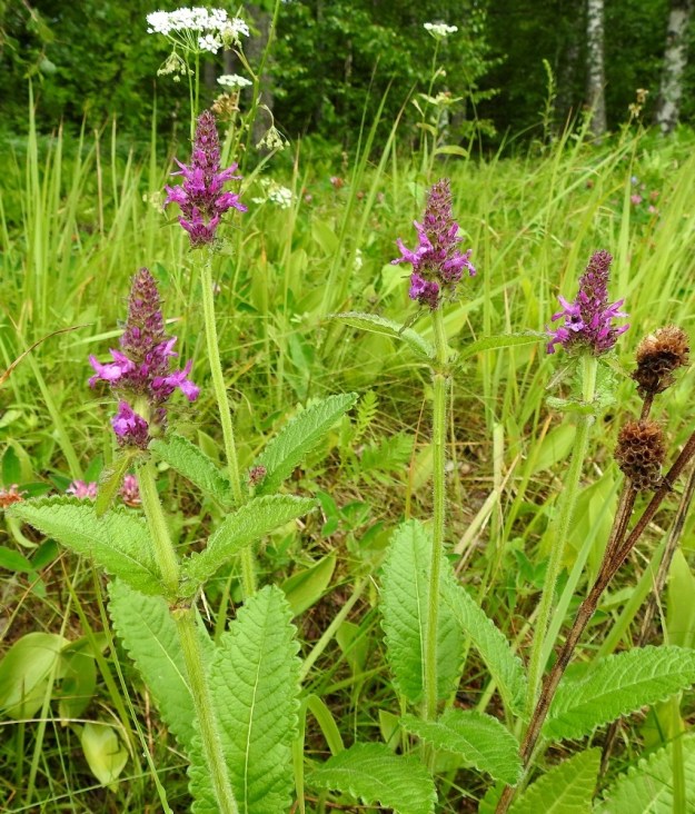 Betonica officinalis - rohtopähkämön kukinnot ovat varsipäätteisiä ja usein haarattomia. Laji on vanha rohdoskasvi, jota on viljelty Suomessa 1700-luvulta alkaen. Nykyisin sitä käytetään jossain määrin puutarhaperennana. Kuvassa taustalla on seuralaisena mm. ahopukinjuuri, Pimpinella saxifraga. 5.7.2023. Copyright Hannu Kämäräinen.