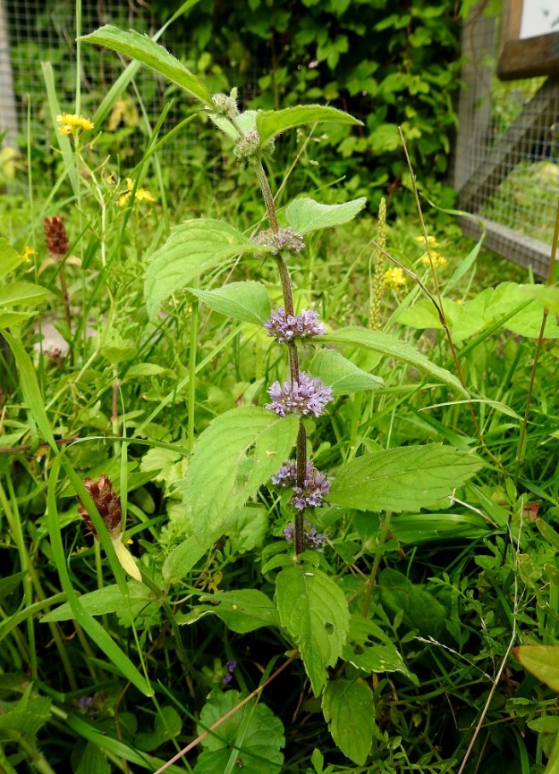 Mentha xgracilis - jalominttu on monivuotinen ja jokseenkin pysty ruoho, joka on muiden minttujen tapaan voimakastuoksuinen ja tavallisesti noin 30-70 cm korkea. Varsi on haaraton tai haarova. Jalomintusta esiintyy Suomessa kolme ihmistoiminnan mukana levinnyttä risteymäkantaa, jotka poikkeavat kantalajiensa monimuotoisuuden vuoksi toisistaan. Suomenjalominttu, 'Arrhenii' ja kuvassa oleva uudenmaanjalominttu, 'Hirtella' ovat yleensä noin 30-50 cm korkeita sekä rohtojalominttu, 'Parviflora' noin 50-70 cm korkea. 25.7.2023. Copyright Hannu Kämäräinen.