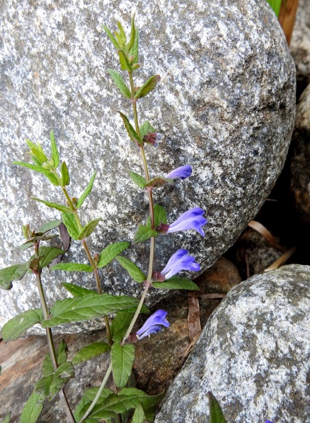Scutellaria galericulata - luhtavuohennokan kukinto muodostuu allekkaisten, harvanivelvälisten lehtiparien hangoissa olevista kukkapareista. ES, Mikkeli, Kenkäveronniemi, Kenkävero, Ukonveden Savilahden rantakivikko, 23.7.2021. Copyright Hannu Kämäräinen.