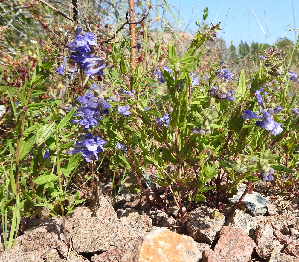 Scutellaria hastifolia - keihäsvuohennokka kasvaa yleensä rannikko- ja saaristoalueilla, mutta viihtyy kuivilla paikoilla toisin kuin yleisempi luhtavuohennokka, S. galericulata, joka on sidoksissa kasvupohjansa vetisyyteen. Keihäsvuohennokan juuristo on hoikka, suikertava ja haarova muodostaen usein tiheitäkin varsiryhmiä. Varret ovat haarattomia tai jo tyveltä alkaen haarovia. 21.6.2023. Copyright Hannu Kämäräinen.