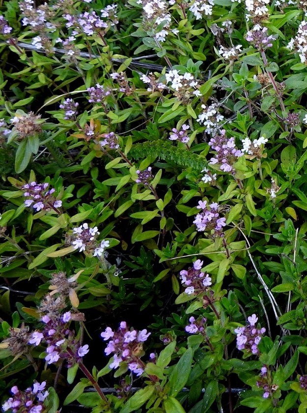 Thymus pulegioides subsp. pannonicus - idännurmiajuruoho muistuttaa paljon Suomessa yleisemmin tulokkaana tavattavaa nimialalajia, euroopannurmiajuruohoa, subsp. pulegioides. Eroja on kuitenkin sen verran paljon, että idännurmiajuruohoa on aikaisemmin pidetty omana lajinakin. Kasvustoa tarkastellessa ensimmäisenä kiinnittävät huomiota suikeahkot tai soikean suikeat lehdet, jotka euroopannurmiajuruoholla ovat enimmäkseen puikeat tai soikeat ja kaikkiaan leveämmät. 12.7.2023. Copyright Hannu Kämäräinen.