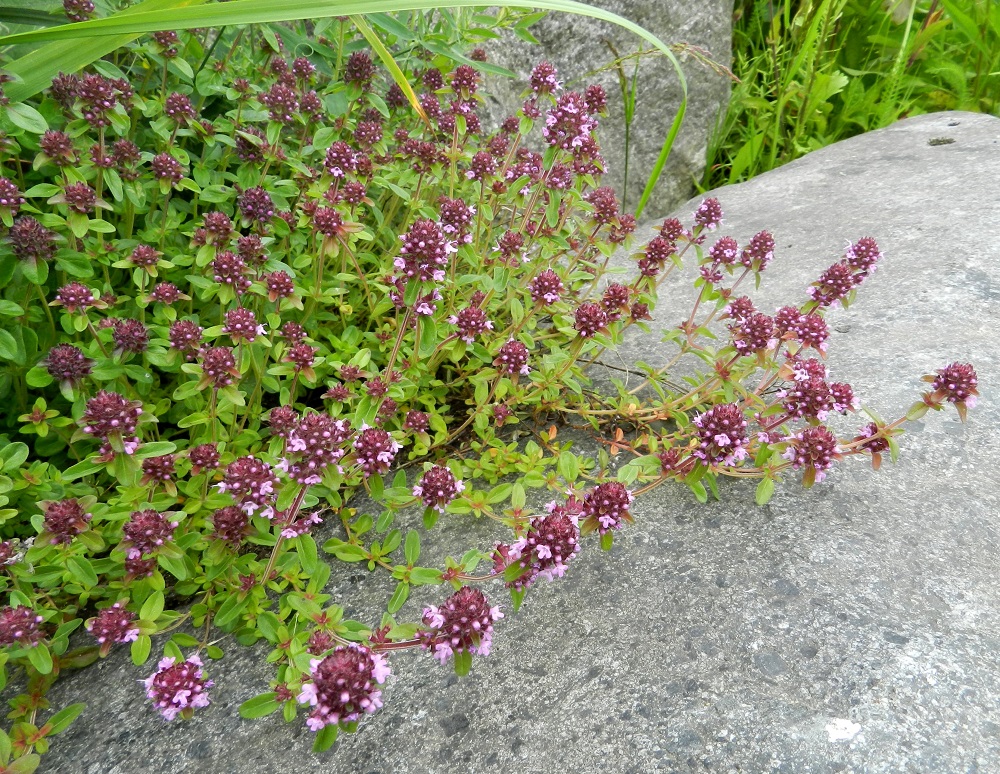 Thymus pulegioides subsp. pulegioides - euroopannurmiajuruohon kukintohaarat ovat pystyjä tai kohenevia. Selkeänä erona sukulaislajiin, kangasajuruohoon, T. serpyllum, nurmiajuruoholta puuttuvat kokonaan kasvualustaa myöten suikertavat, kukinnottomat laakahaarat. EH, Hämeenlinna, Sairio, Sairionranta, radanvarsiketo Vanajaveden rannassa, ulkoilureitin varressa, 30.6.2012. Ellei toisin mainita, kuvat ovat tältä samalta kasvupaikalta. Copyright Hannu Kämäräinen.
