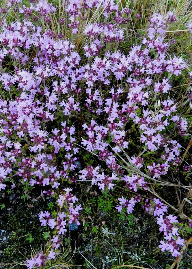 Thymus serpyllum subsp. serpyllum - harjuajuruohon varsien latvaan sijoittuvat kukinnot synnyttävät parhaimmillaan tiheän ja silmiä hivelevän kukkamaton. V, Kemiönsaari (aik. Dragsfjärd), Hiittisten saaristo, Örö, saaren keskiosan suuri kanervanummi- ja ketoalue poikittaisen tien, Lyhyen ikävän, lounaispuolella, 14.7.2012. Copyright Hannu Kämäräinen.