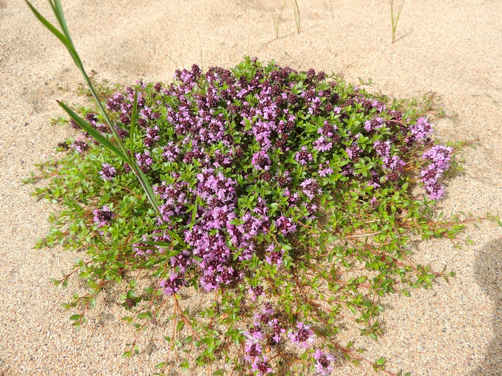Thymus serpyllum subsp. tanaënsis - tenonajuruoho on lähinnä monivuotinen puolivarpu, jonka varret ovat pitkiä, rentoja, hoikkia ja haarovia sekä nivelkohdistaan juurehtivia. Ne muodostavat usein tiheitä kasvustomattoja, jotka ovat usein yhtä ja samaa kasvullisesti levittäytyvää yksilöä. 14.7.2015. Copyright Hannu Kämäräinen.