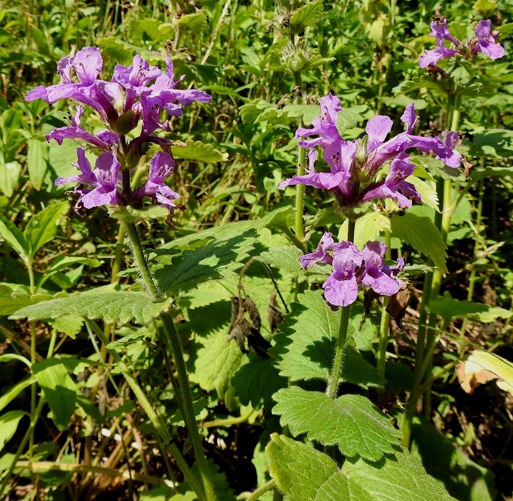 Betonica macrantha - jalopähkämö on kotoisin Turkista, Kaukasukselta ja Luoteis-Iranista. Pohjoismaissa se on koristekasvi, joka voi säilyä pitkään jäänteenä ja levitä karkulaisena mm. asutuksen lähialueille, tienvarsille ja maankäsittelyalueille. Monen muun puutarhakasvin tavoin sen leviämistä edesauttavat maan ja taimipaakkujen siirtelyt paikasta toiseen. Suomessa siitä on tuoreita tai viime vuosikymmenten yksittäisiä havaintoja sieltä täältä aina Enontekiön ja Inarin Lapin eliömaakuntiin saakka. 7.7.2023. Copyright Hannu Kämäräinen.