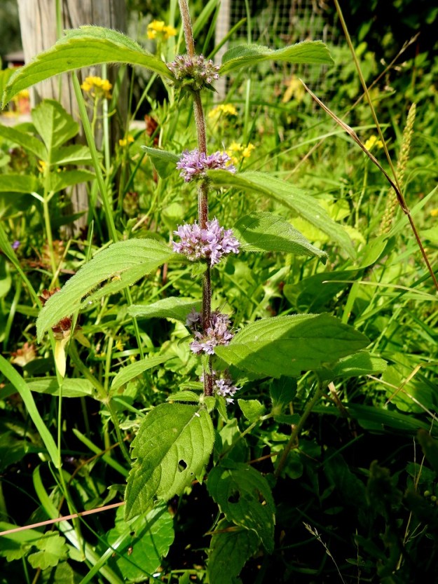 Mentha xgracilis - jalomintun kukintoryhmät eli valekiehkurat ovat toisen kantalajin, rantamintun, tavoin allekkain lehtihangoissa selvin nivelvälein. Toisella kantalajilla, vihermintulla, ne ovat varren ja haarojen latvassa tiheänä, tähkämäisenä ryhmänä. 25.7.2023. Copyright Hannu Kämäräinen.