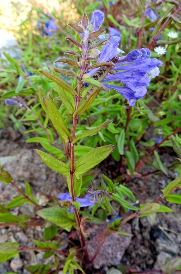Scutellaria hastifolia - keihäsvuohennokka on tavallisesti noin 10-40 cm korkea. Lehdet ovat lyhytruotiset ja pareittain varrella vastakkain. Toisin kuin luhtavuohennokalla kukat ovat tiiviinä ryhmänä varren latvassa. 21.6.2023. Copyright Hannu Kämäräinen.