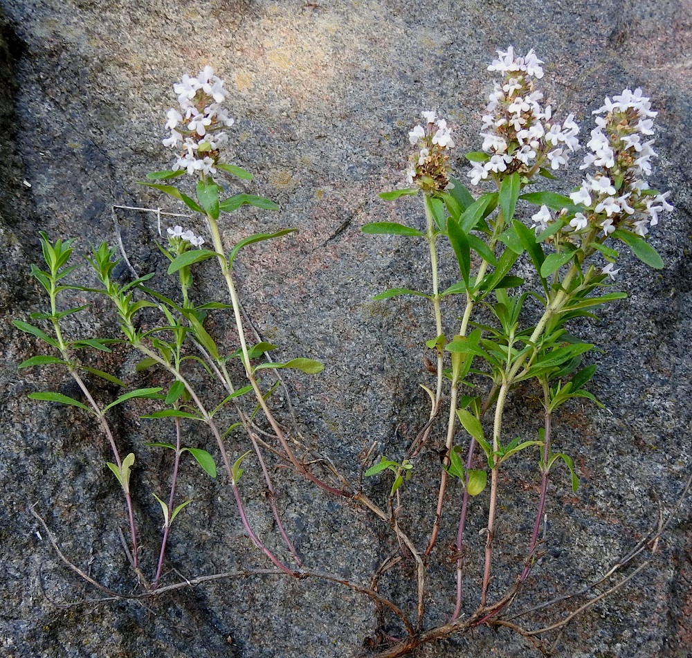 Thymus pulegioides subsp. pannonicus - idännurmiajuruoho on lähinnä monivuotinen puolivarpu, jonka pääjuuri ja haarojen tyviosat ovat puutuneet. Varret ovat pitkiä, rentoja, hoikkia ja haarovia sekä nivelkohdistaan juurehtivia. Kaikki lehdekkäät haarat ovat pystyjä tai kohenevasti pystyjä ja yleensä ennen kasvukauden loppua kukintoon päättyviä. Pystyhaarat ovat kuvan kasvupaikalla noin 10-30 cm pitkiä. 12.7.2023. Copyright Hannu Kämäräinen.