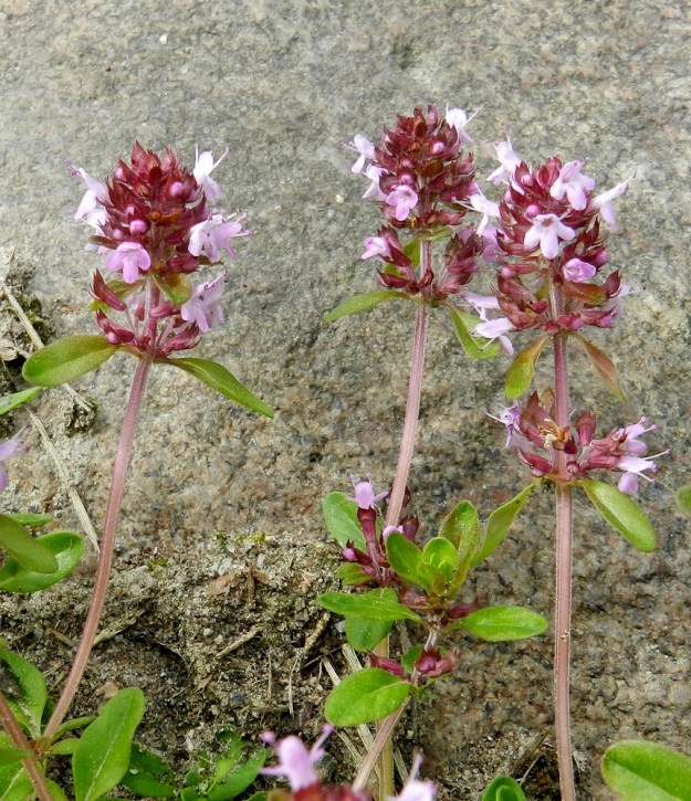 Thymus pulegioides subsp. pulegioides - euroopannurmiajuruohon kukinto muodostuu pystyhaaran kärjen lehtihangoissa olevista valekiehkuroista, jotka ovat mykerömäisen tiiviinä ryhmänä. Sen lisäksi kärkiryhmän alapuolen lehtihangoissa on usein muista erillisiä valekiehkuroita. Kukintokokonaisuus on tavallisesti noin 10-40 mm pitkiä ja noin 10-15 mm leveä. Kangasajuruoholla kaikki valekiehkurat ovat tiiviinä ja yleensä noin 10-20 mm pitkänä latvaryhmänä ilman katkoksia. 30.6.2012. Copyright Hannu Kämäräinen.