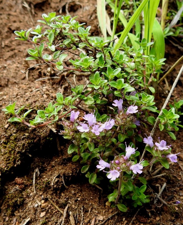 Thymus serpyllum subsp. serpyllum - harjuajuruohon varret ovat haarovia. Haarat ovat kukintoon päättyviä tai kukinnottomia. Kukinnolliset haarat ovat pystyjä tai tyveltä kohenevia, ja kukinnottomat haarat ovat rentoja, kärkiosastaan kohenevia ja lehtiryhmään päättyviä. EH, Hattula, Lepaa, Lahdentaka, Vanajaniemen itäpuolinen tyvi, peltoalueen ympäröimä metsikkökumpare, 24.7.2023. Ellei toisin mainita, kuvat ovat tältä samalta kasvupaikalta. Copyright Hannu Kämäräinen.