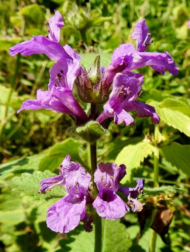 Betonica macrantha - jalopähkämön kukinto on varren kärjessä oleva, valekiehkuroiden muodostama, tähkämäinen latvaryhmä, joka on yleensä noin 5-15 cm pitkä ja noin 6-8 cm leveä. Kukinnon yksi tai kaksi alinta valekiehkuraa ovat usein selvästi erilliset ja ylemmät ovat yhdessä tai hyvin lyhytväliset. 7.7.2023. Copyright Hannu Kämäräinen.