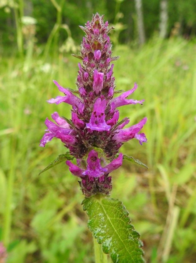 Betonica officinalis - rohtopähkämön kukinto muodostuu, varsinkin aluksi, varren kärjessä olevasta, valekiehkuroiden muodostamasta, tähkämäisestä latvaryhmästä. Tähkämäisen kukinto-osuuden tukilehdet ovat vihreät tai toisinaan vaihtelevasti punertavat, kapeanpuikeat tai suikeahkot ja noin 5-15 mm pitkät sekä noin 1-7 mm leveät. 5.7.2023. Copyright Hannu Kämäräinen.