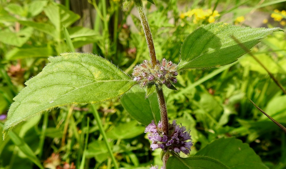 Mentha xgracilis - jalomintun valekiehkurat muodostuvat muiden minttujen ja yleensäkin huulikukkaisten heimon kasvien tavoin vastakkaisten lehtien hangoissa sijaitsevista, lyhytnivelvälisistä ja haaraisten kukintojen muodostamista kukintoryhmistä. Uudenmaanjalomintulla ja suomenjalomintulla valekiehkuroiden hankalehdet ovat samaa kokoluokkaa kuin niiden alapuoliset varsilehdet. Rohtojalomintulla kiehkuroiden hankalehdet ovat niiden alapuolisia varsilehtiä pienemmät. 25.7.2023. Copyright Hannu Kämäräinen.
