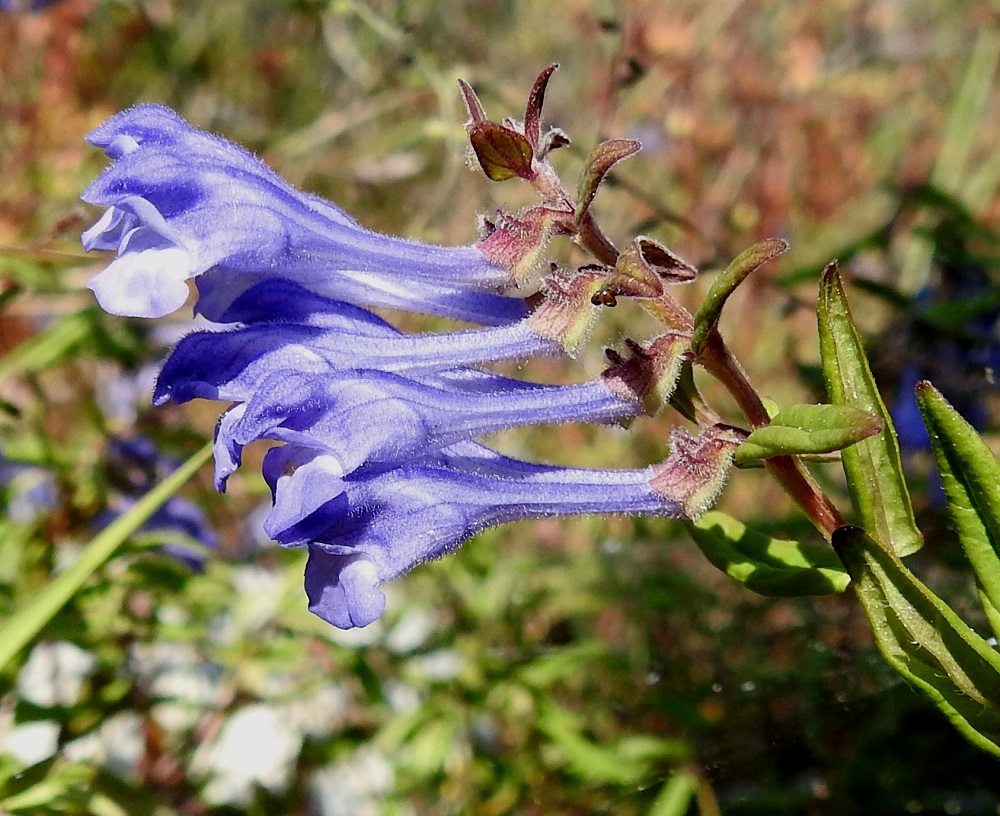 Scutellaria hastifolia - keihäsvuohennokan kukat ovat pareittain latva-alueen lehtien eli tukilehtien hangoissa ja ovat niitä pitempiä. Kukan verhiö on torvimainen, kaksihuulinen ja lyhyesti nystykarvainen. Sen selkäpuolella on pysty, litteähkö lisäkeharjanne, ja huulet ovat ehyet eli kärkiliuskattomat. Pituutta verhiöllä on noin 3-4 mm. Teriö on yhdislehtinen, pitkätorvinen ja päästään kaksihuulinen sekä tavallisesti noin 15-20 mm pitkä. Se on kauttaaltaan tiheästi ja lyhyesti nystykarvainen sekä sininen tai sinipunainen. Torvi on loivasti ylöspäin kaartuva. 21.6.2023. Copyright Hannu Kämäräinen.