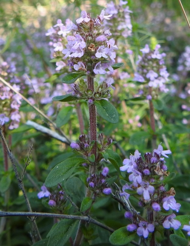 Thymus pulegioides subsp. pannonicus - idännurmiajuruohon pystyhaarat ovat kauttaaltaan valko- ja lyhytkarvaiset. Euroopannurmiajuruoholla vain haaran neljä särmää ovat karvaiset. Kukinto muodostuu pystyhaaran kärjen lehtihangoissa olevista valekiehkuroista, jotka ovat mykerömäisen tiiviinä ryhmänä. Sen lisäksi kärkiryhmän alapuolen lehtihangoissa on usein muista erillisiä valekiehkuroita. Kukintokokonaisuus on tavallisesti noin 10-60 mm pitkiä ja noin 10-15 mm leveä. Toisinaan kukinto voi, kuten kuvassa, myös lyhyesti haaroa alaosastaan. Euroopannurmiajuruohon kukinnot vain harvoin haarovat. 12.7.2023. Copyright Hannu Kämäräinen.