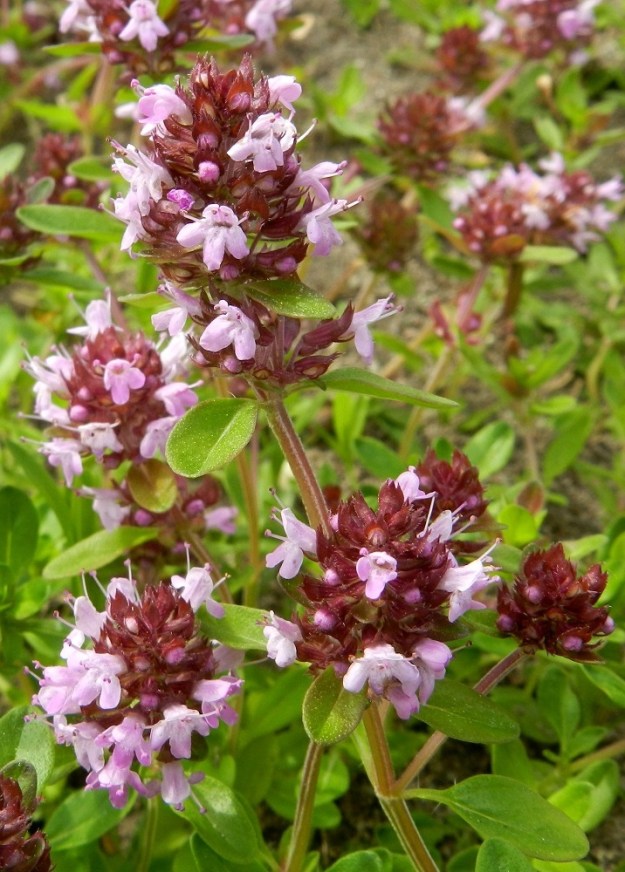 Thymus pulegioides subsp. pulegioides - euroopannurmiajuruohon valekiehkuroiden hanka- eli tukilehdet ovat varsilehtien kaltaisia. Kukkaperä on noin 1-3 mm pitkä. Kukkaperän tyvellä on yleensä 1-2 suikeaa ja noin 0,5-2 mm pitkää esilehteä. Pystyhaarat ovat nelisärmäiset ja vain särmiä myöten tai särmien lisäksi vain kahdelta vastakkaiselta sivulta karvaiset. Suomen alkuperäisen lajin, kangasajuruohon ja vain yhdellä kasvupaikalla kasvavan tulokkaan, idännurmiajuruohon varret ovat kauttaaltaan karvaiset. 30.6.2012. Copyright Hannu Kämäräinen.