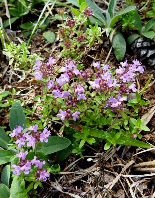 Thymus serpyllum subsp. serpyllum - harjuajuruohon kukinnolliset pystyhaarat ovat yleensä noin 5-10 cm pitkiä. Niiden varsilehdet eivät suurene latvaa kohti toisin kuin pohjoisella alalajilla, tenonajuruoholla, subsp. tanaënsis. 24.7.2023. Copyright Hannu Kämäräinen.