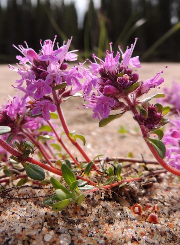 Thymus serpyllum subsp. tanaënsis - tenonajuruohon kukintovarret ovat kohenevia tai pystyjä ja yleensä noin 5-10 cm pitkiä. Varret ovat punaiset, punaruskeat tai ruskeanvihertävät ja alempaa pyöristyneesti nelisärmäiset sekä ylempää lähes liereät. Ne ovat tiheästi ja kauttaaltaan valkokarvaiset. Kukinto muodostuu pystyvarren kärjen lehtihangoissa olevista valekiehkuroista, jotka ovat mykerömäisen tiiviinä ryhmänä. Ne ovat kukintavaiheessa tavallisesti noin 10-20 mm pitkiä ja noin 15-20 mm leveitä. Kiehkuroiden hanka- eli tukilehdet ovat varsilehtien kaltaisia. 14.7.2015. Copyright Hannu Kämäräinen.