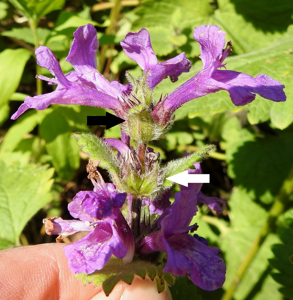 Betonica macrantha - jalopähkämön alempien valekiehkuroiden hanka- eli tukilehdet ovat ylempien varsilehtien kaltaisia, pitkulaisia tai pyöreähköjä ja kokoonsa nähden isohampaisia. Ylemmät tukilehdet ovat puikeat, kapeanpuikeat tai pitkänpyöreät ja hammas- tai nyhälaitaiset sekä noin 10-15 mm pitkät ja noin 5-10 mm leveät (musta nuoli). Kukat ovat lähes tai aivan perättömät. Niiden tyvellä on puikea tai kapeanpuikea ja suippopäinen tukilehti, joka on karvainen ja noin 10-12 mm pitkä sekä noin 4-5 mm leveä (valkoinen nuoli). 7.7.2023. Copyright Hannu Kämäräinen.