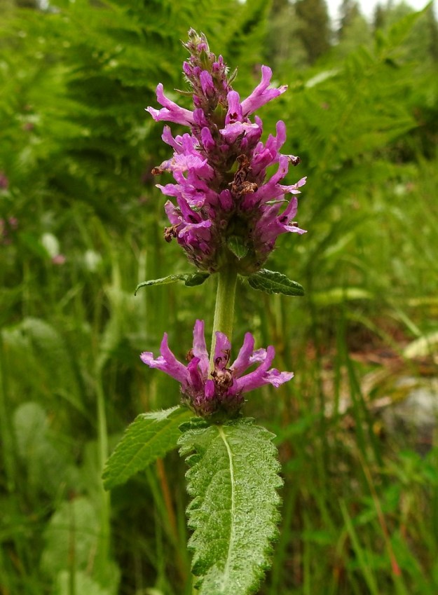 Betonica officinalis - rohtopähkämön latvakukinnon yksi tai kaksi alinta valekiehkuraa ovat usein selvästi erilliset. Alimpien valekiehkuroiden hanka- eli tukilehdet ovat ylempien varsilehtien kaltaisia. Kukinto on yleensä noin 2,5-4 cm leveä ja voi erillisten kiehkuroiden kera venähtää jopa 20 cm pitkäksi. Teriö on punainen tai sinertävän punainen ja harvoin vaaleanpunainen tai valkoinen. 5.7.2023. Copyright Hannu Kämäräinen.