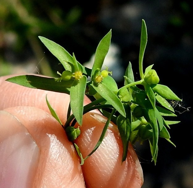 Euphorbia exigua - pikkutyräkin kerrannaissarjan kulloinkin uloimmat osakukinnot muodostavat tyräkeille tyypillisen, pikarimaisen valekukan. Sen laidoilla on neljä puolipyöreää ja keltaista tai kellanvihreää mesiäislevyä, joiden ulkoreunoissa on kaksi jouhimaisen kapeaa sarvea. 12.7.2023. Copyright Hannu Kämäräinen.