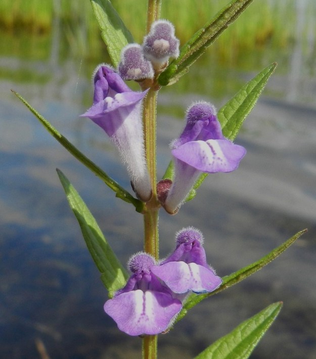 Scutellaria galericulata - luhtavuohennokan teriön ylähuuli on noin 3-4 mm pitkä ja voimakkaan kupera. Ylimpänä on karvainen, kypärämäinen huippu, jossa on nokkamainen kärki. Nokasta alaspäin ylähuulen sivuilla ovat muusta huulesta ulkonevat, ehyet ja kiertyvät liuskat. Ylähuulen ulkomuodosta syntyvä mielikuva lienee johtanut suvun vuohennokka-nimeen . Alahuuli on alaspäin kääntynyt ja noin 4-5 mm pitkä sekä suunnilleen pituutensa levyinen. Se on laidoiltaan lähes pyöreämuotoinen. Huulen keskellä on vaaleampi, teriön nieluun johtava kaista ja vaihtelevasti pohjaväriä tummempia pilkkuja. Heteet ja emi ovat piilossa ylähuulen käänteiden takana. EH, Hämeenlinna, Katinen, Katumajärven länsiranta, uimarannan pohjoispuolinen rantakosteikko, 11.8.2012. Copyright Hannu Kämäräinen.